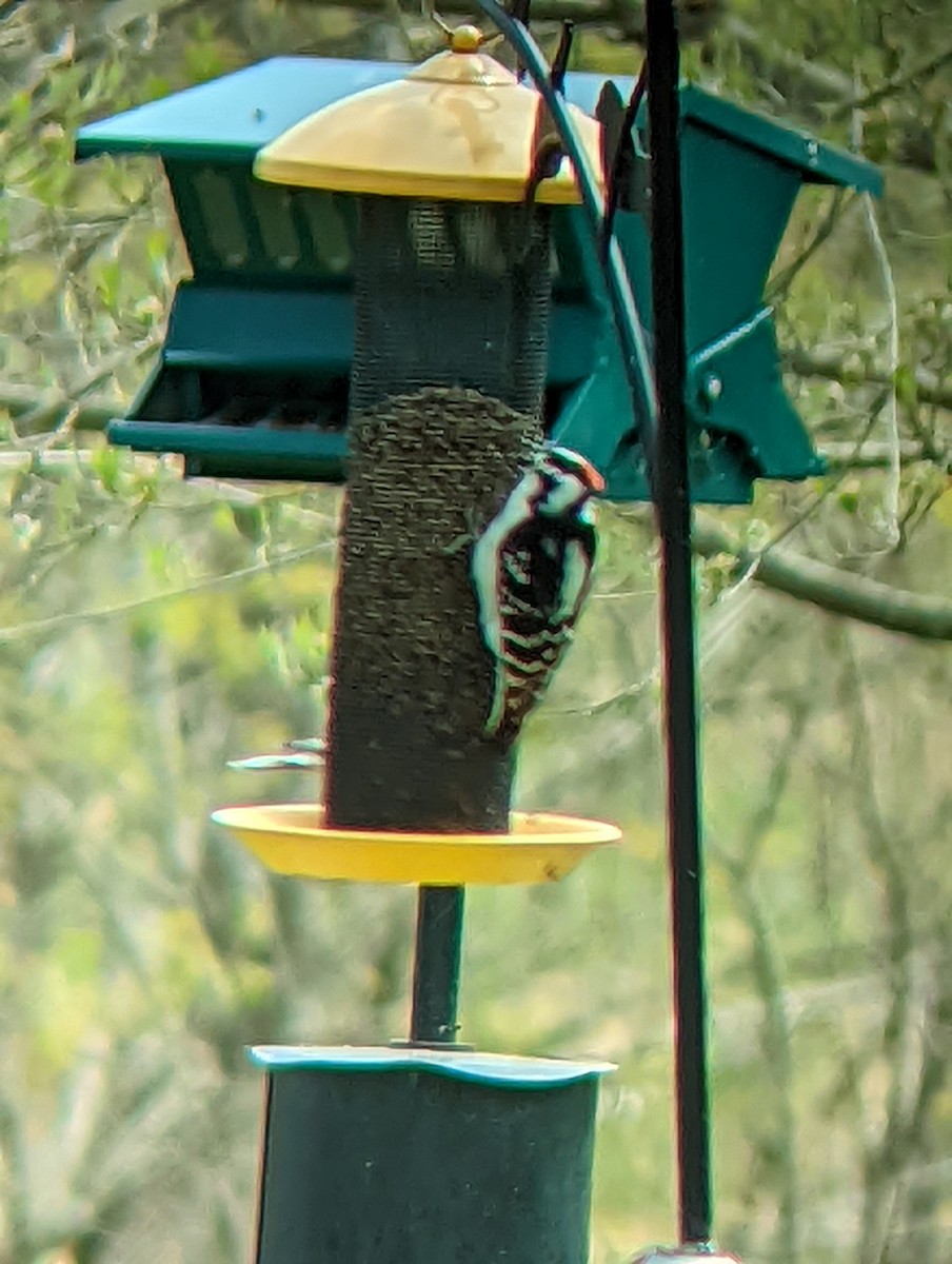 Downy Woodpecker - Jack N