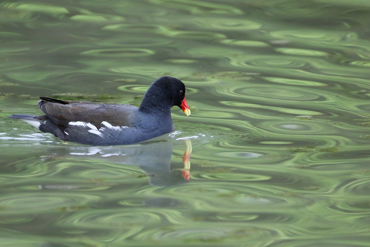 Eurasian Moorhen - Adrian Vilca