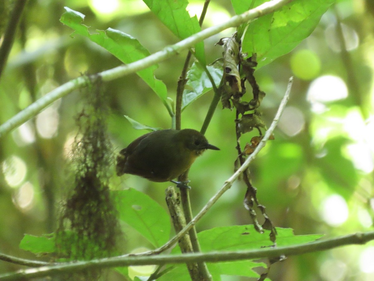 Slaty Antwren - ML619602968