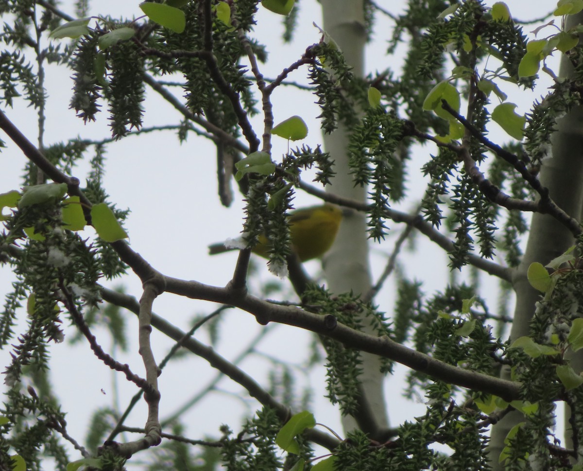 Yellow Warbler - Violet Kosack