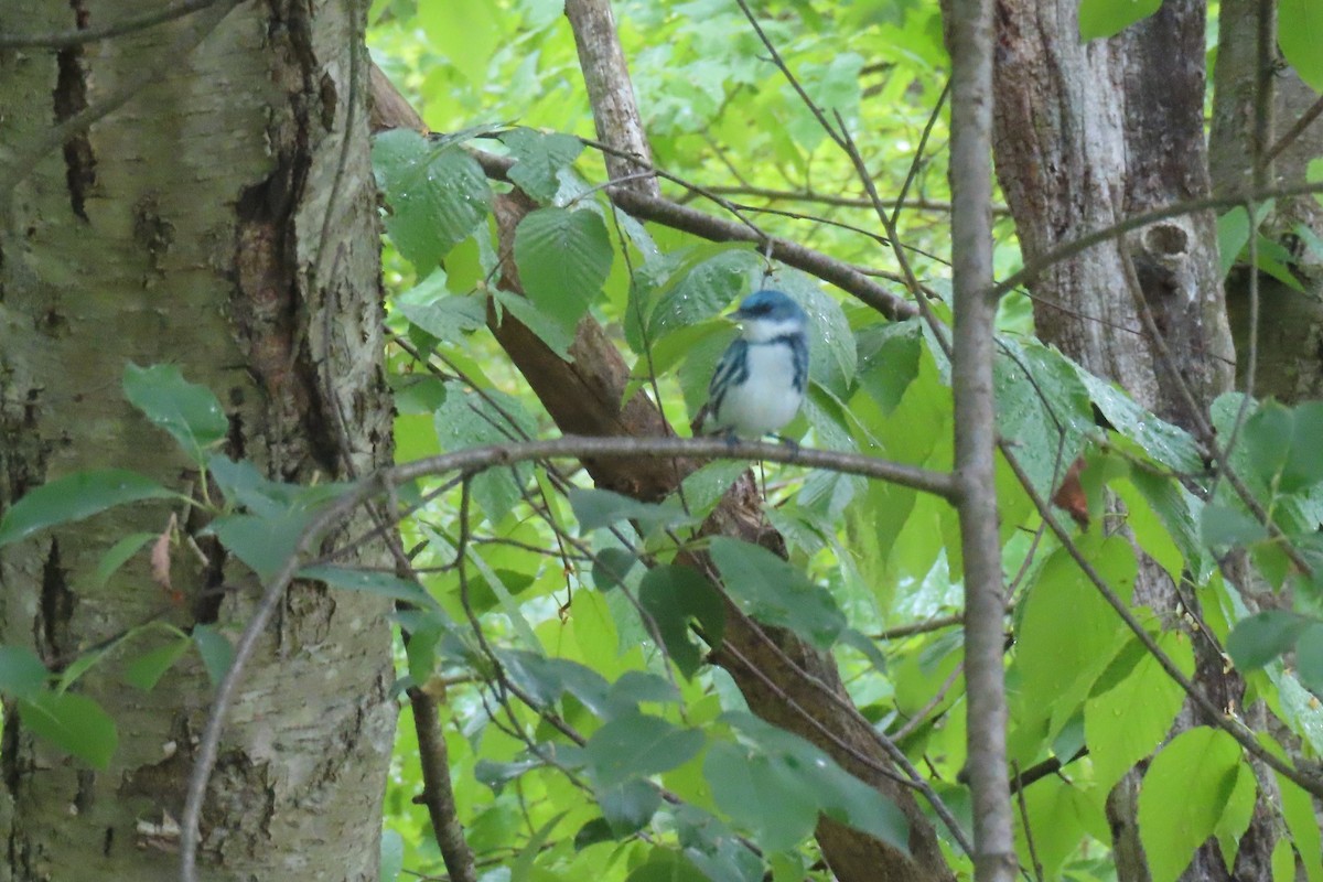 Cerulean Warbler - Margaret Higbee