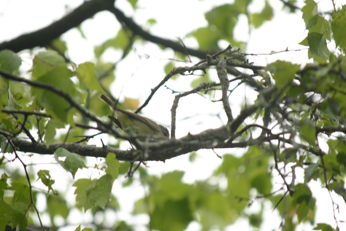 Warbling Vireo - Brinda Datla