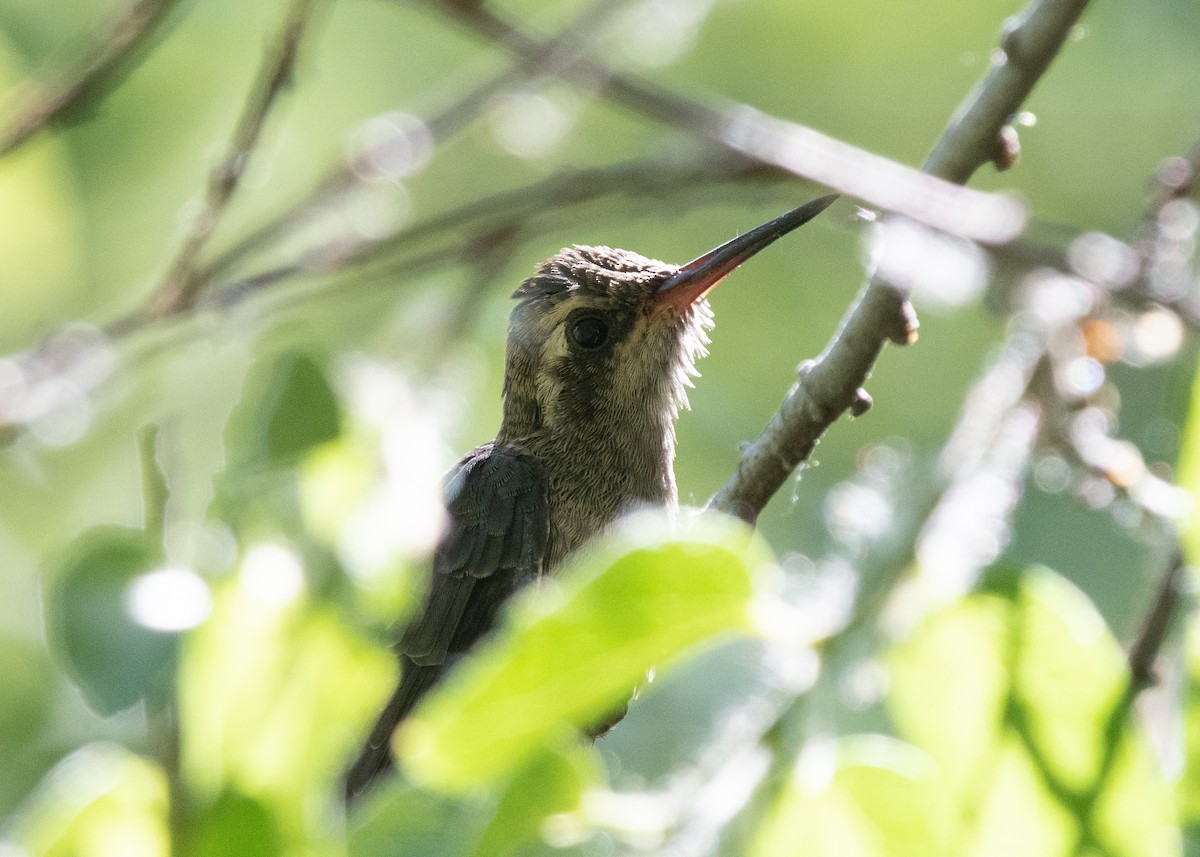 Broad-billed Hummingbird - Bente Torvund