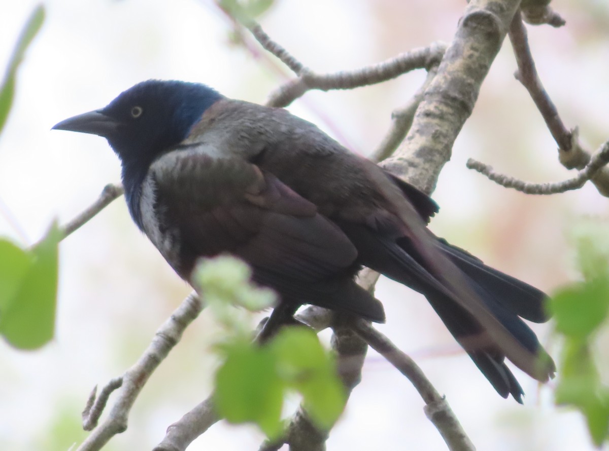 Common Grackle - Violet Kosack