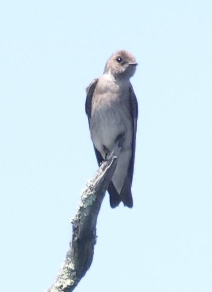 Northern Rough-winged Swallow - Wendy Howes