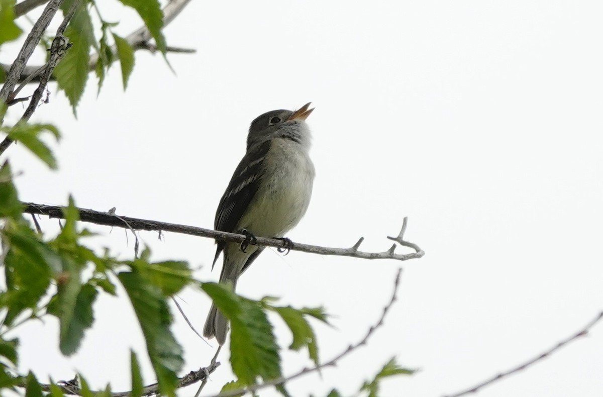 Least Flycatcher - Dilka Murtazina