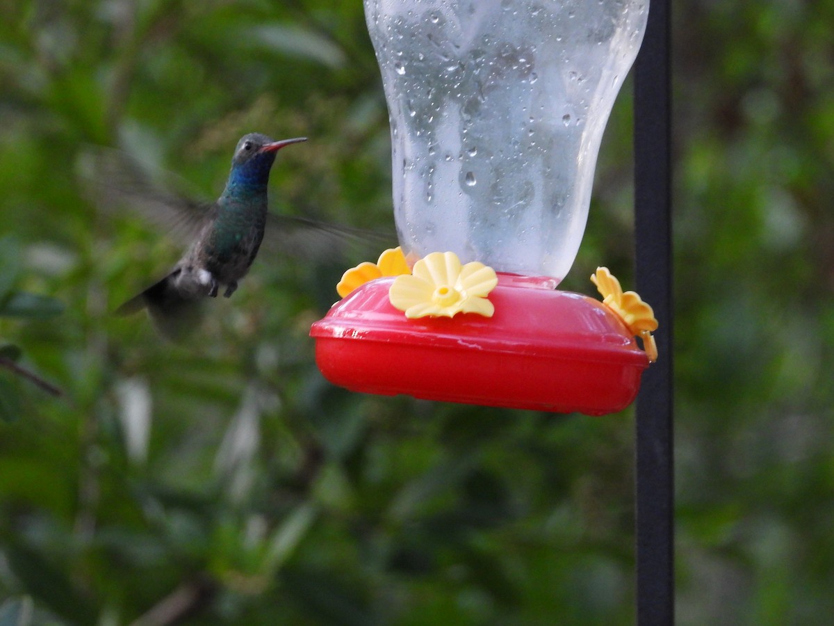 Broad-billed Hummingbird - Roee Astor