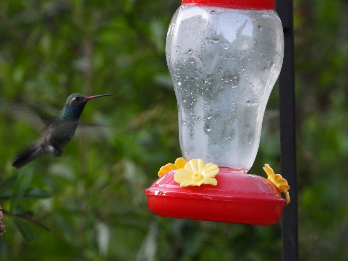 Broad-billed Hummingbird - Roee Astor