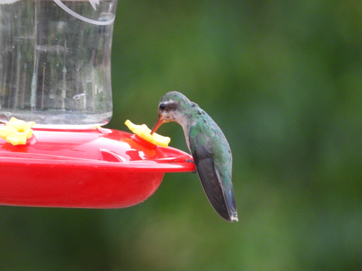 Broad-billed Hummingbird - Roee Astor