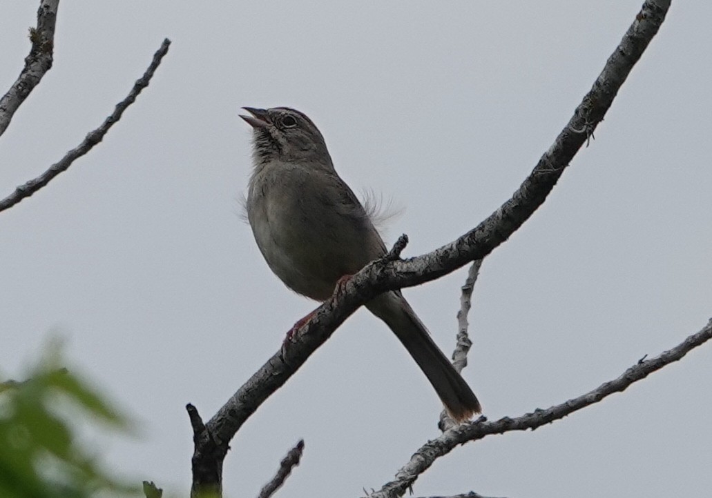 Rufous-crowned Sparrow - Graham Ray