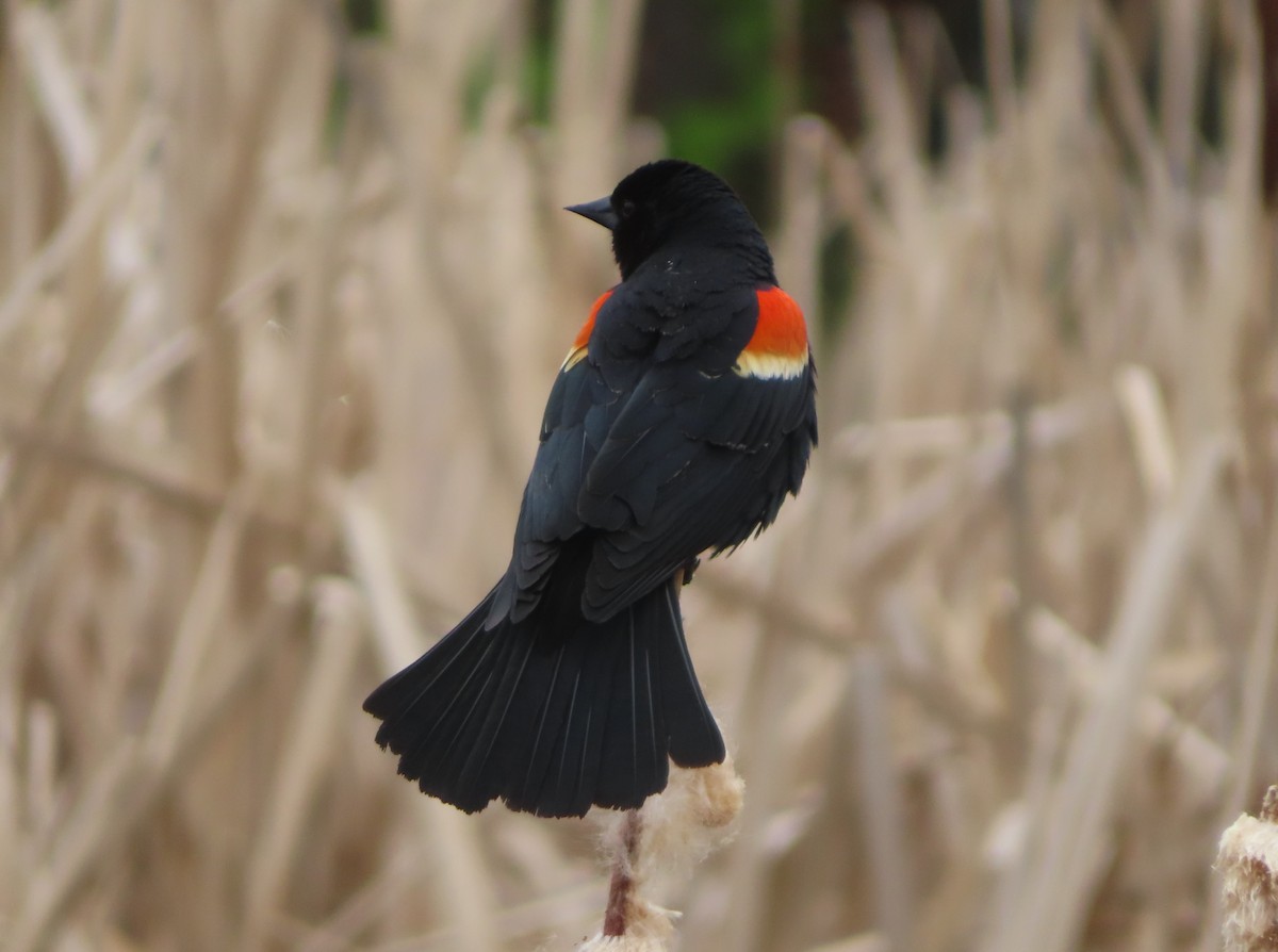 Red-winged Blackbird - Violet Kosack