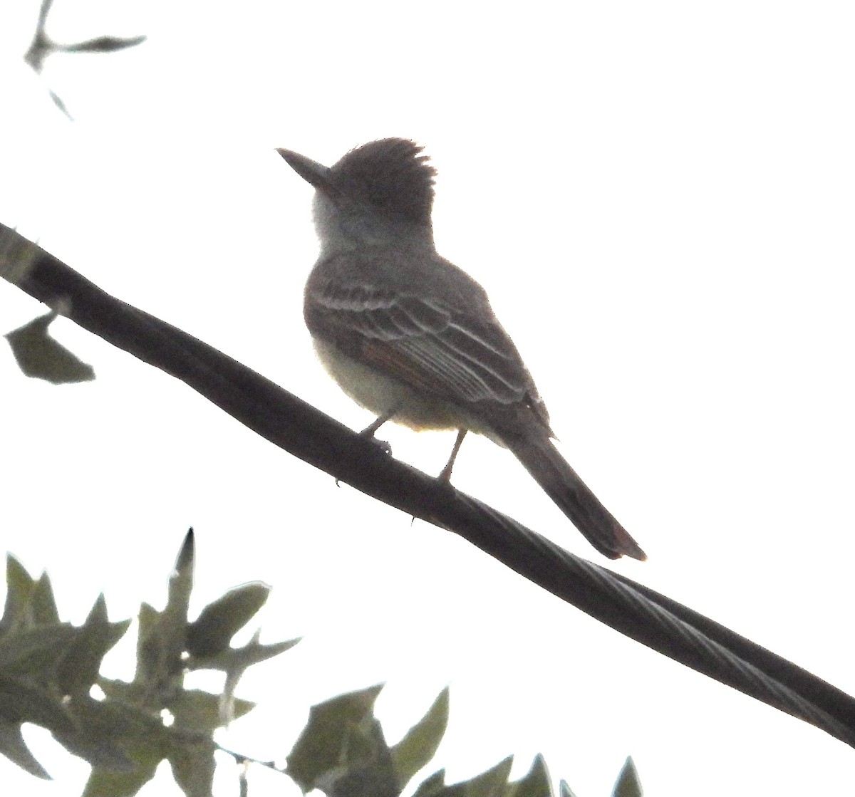 Brown-crested Flycatcher - Roee Astor