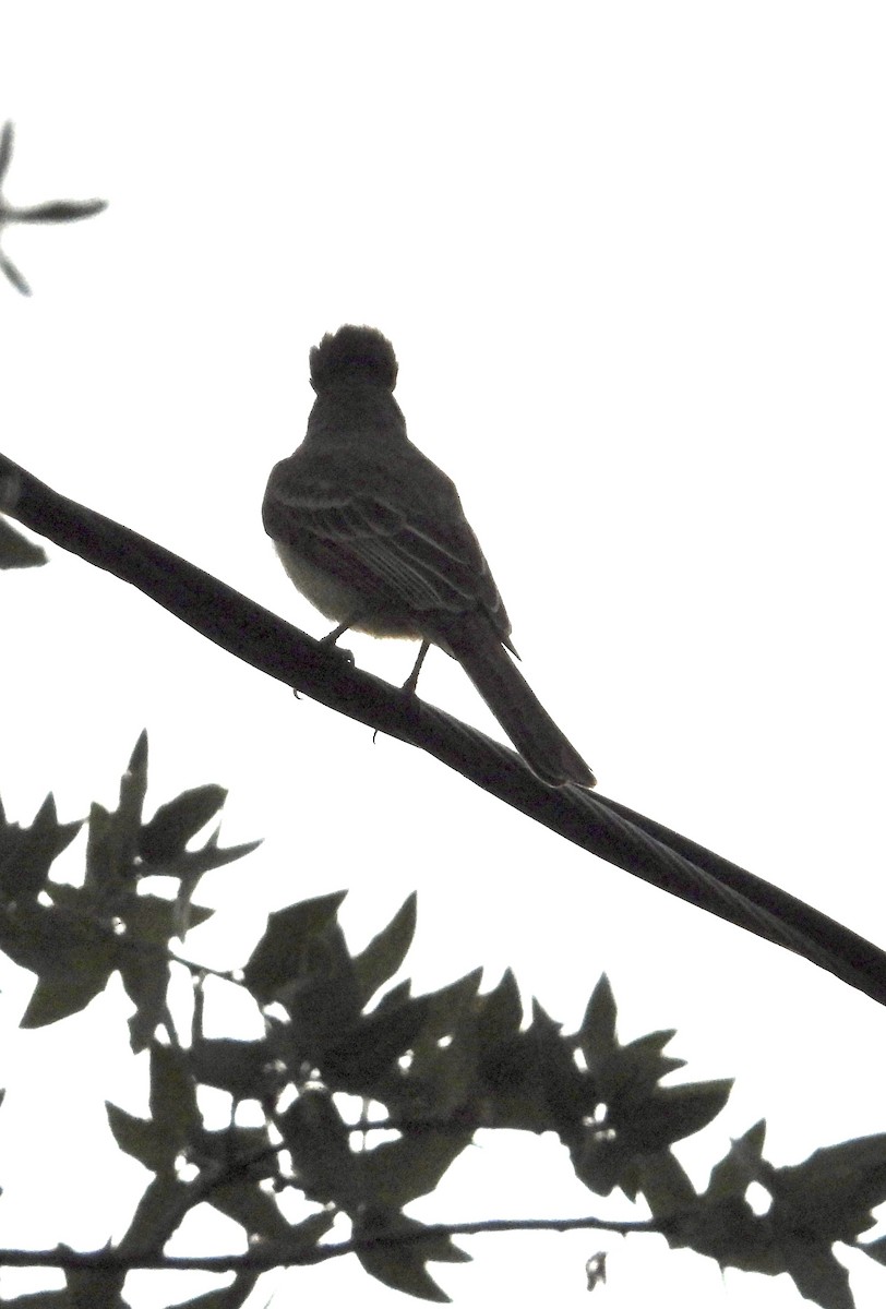 Brown-crested Flycatcher - Roee Astor