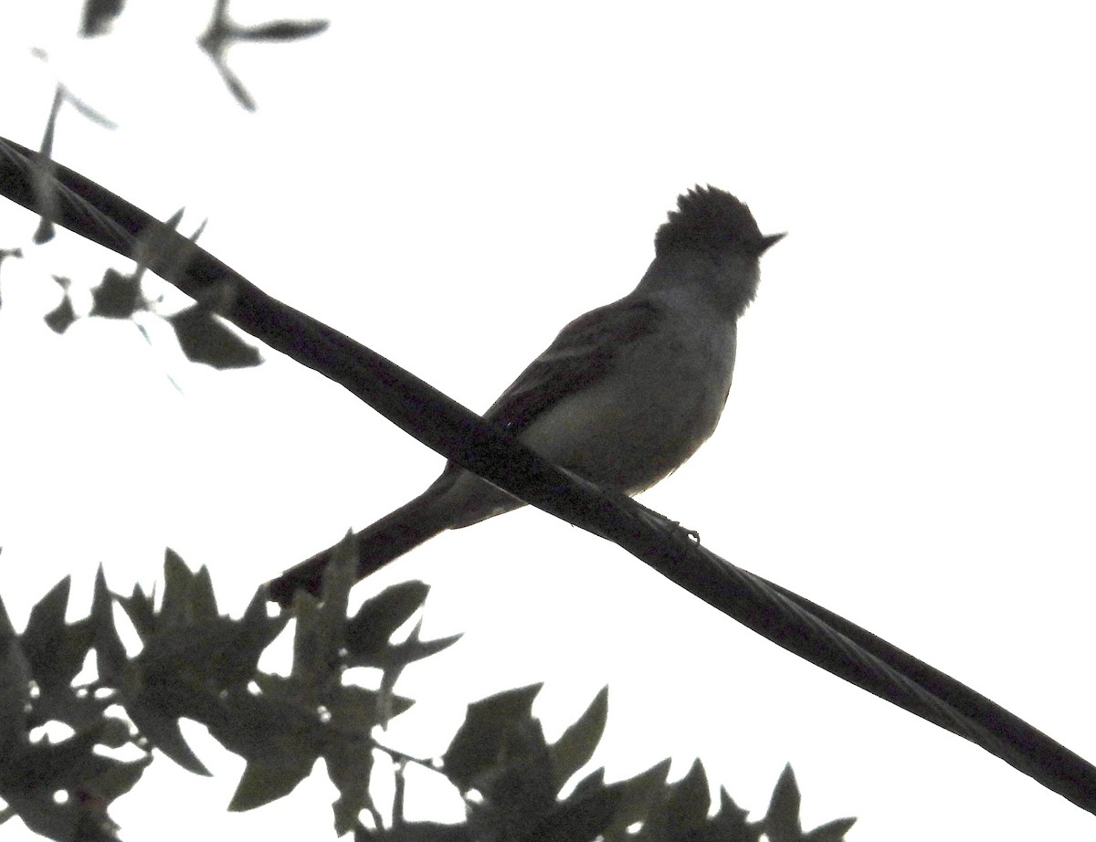 Brown-crested Flycatcher - Roee Astor