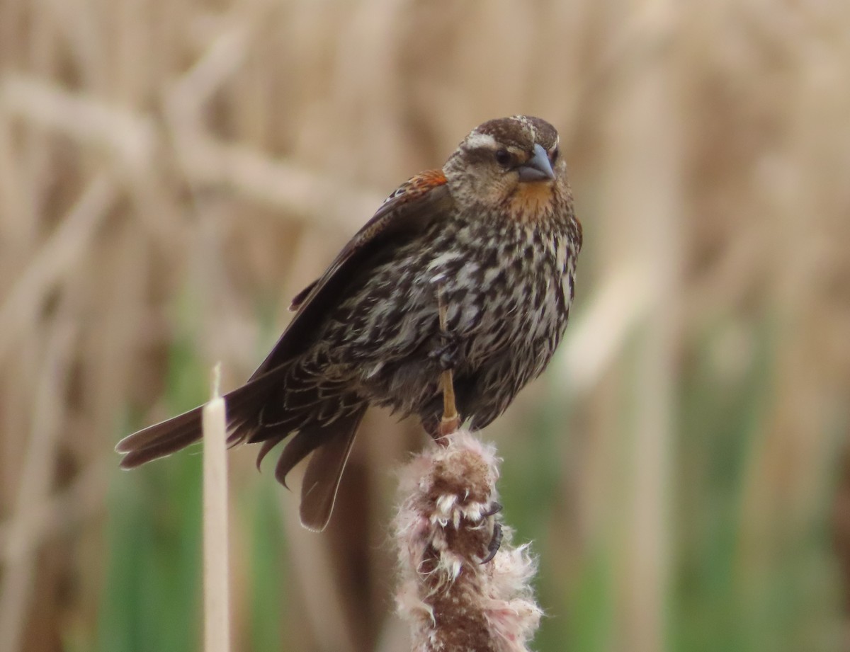 Red-winged Blackbird - Violet Kosack