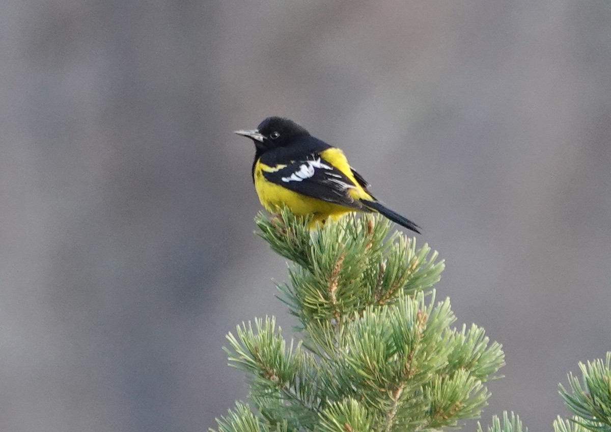 Scott's Oriole - Graham Ray