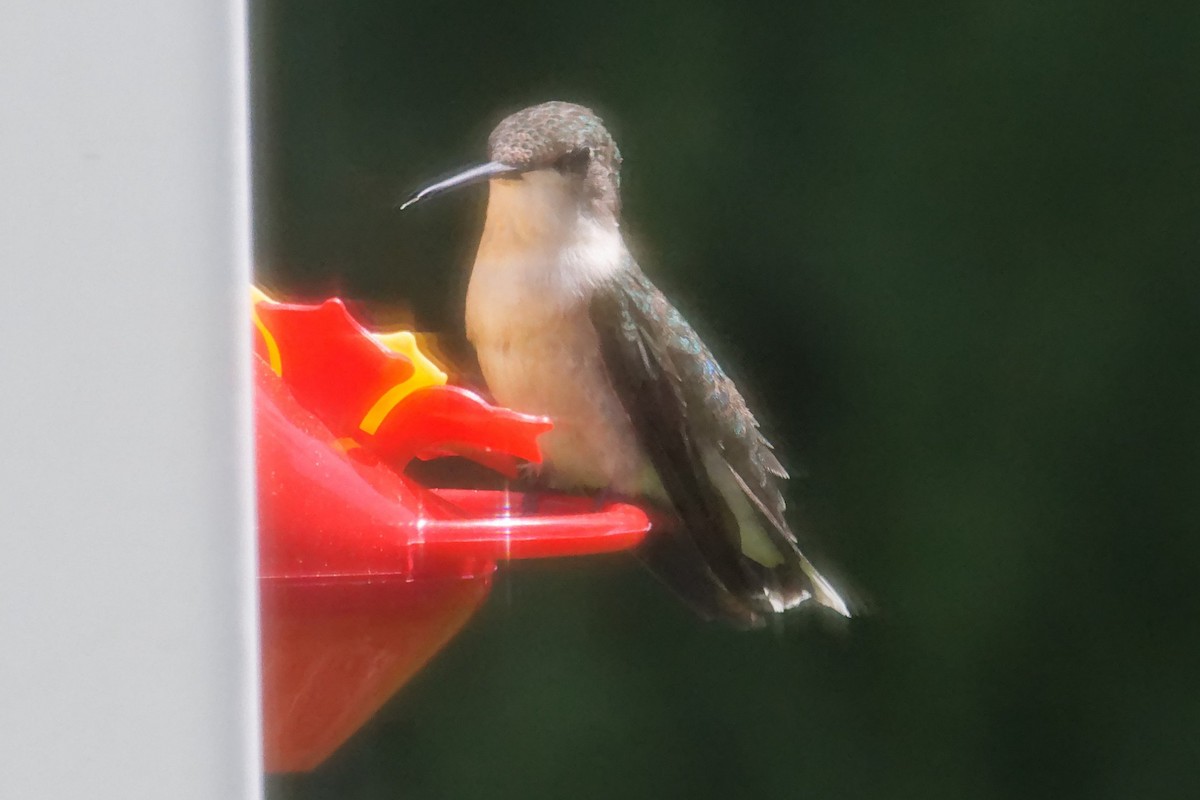 Ruby-throated Hummingbird - David Hoag