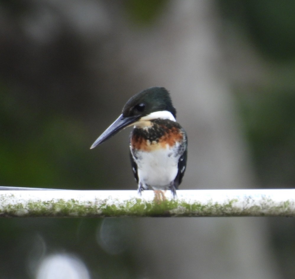 Green Kingfisher - Tiffany Erickson