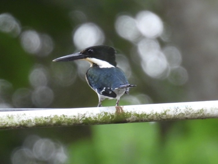 Green Kingfisher - Tiffany Erickson