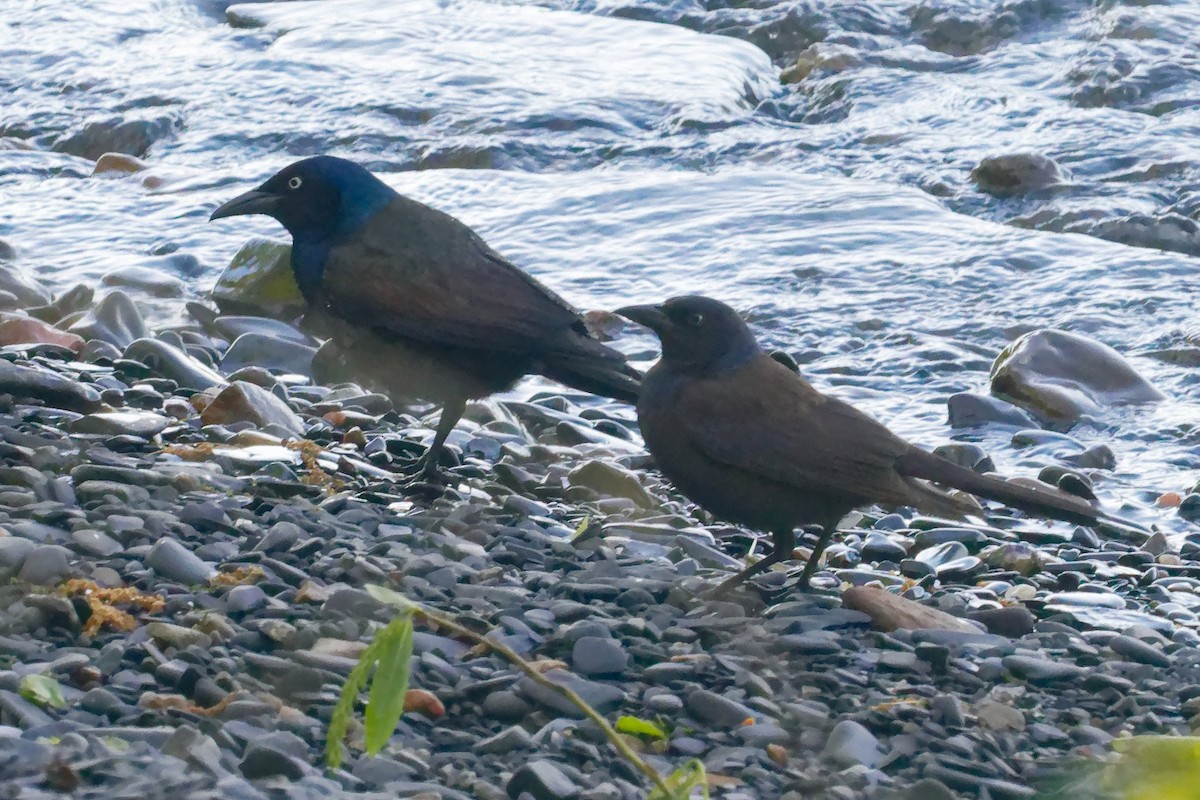 Common Grackle - David Hoag