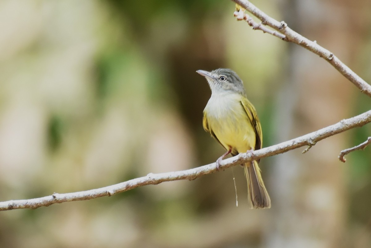 Yellow-olive Flatbill - Bruce Mast