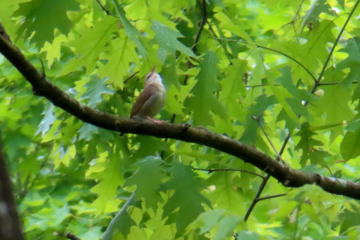 Swainson's Warbler - Margaret Higbee