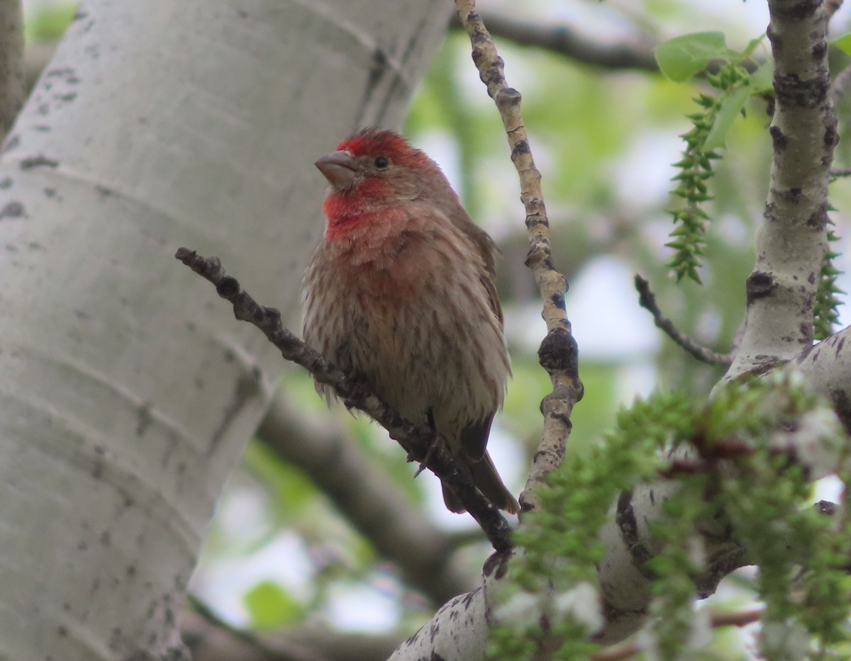 House Finch - Violet Kosack