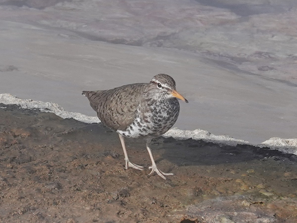 Spotted Sandpiper - Barry Reed