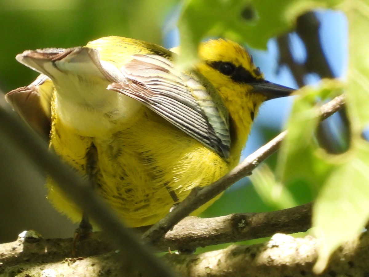 Blue-winged Warbler - Amy Lyyski