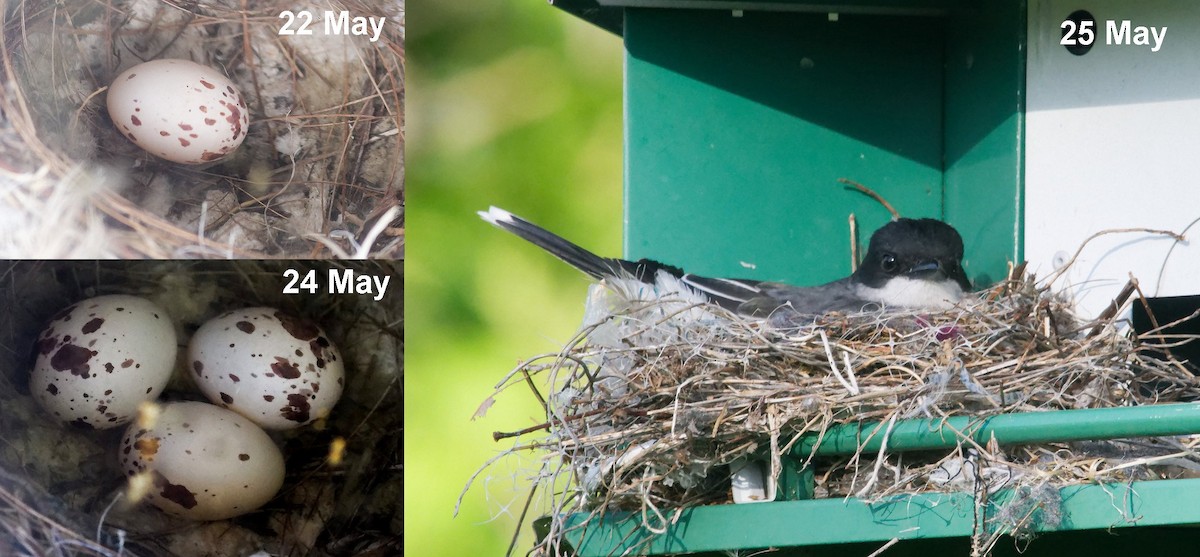 Eastern Kingbird - David Hoag