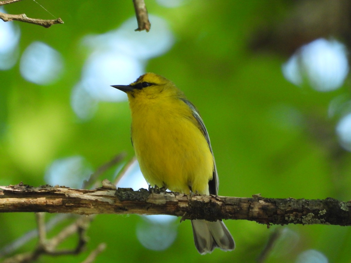 Blue-winged Warbler - Amy Lyyski