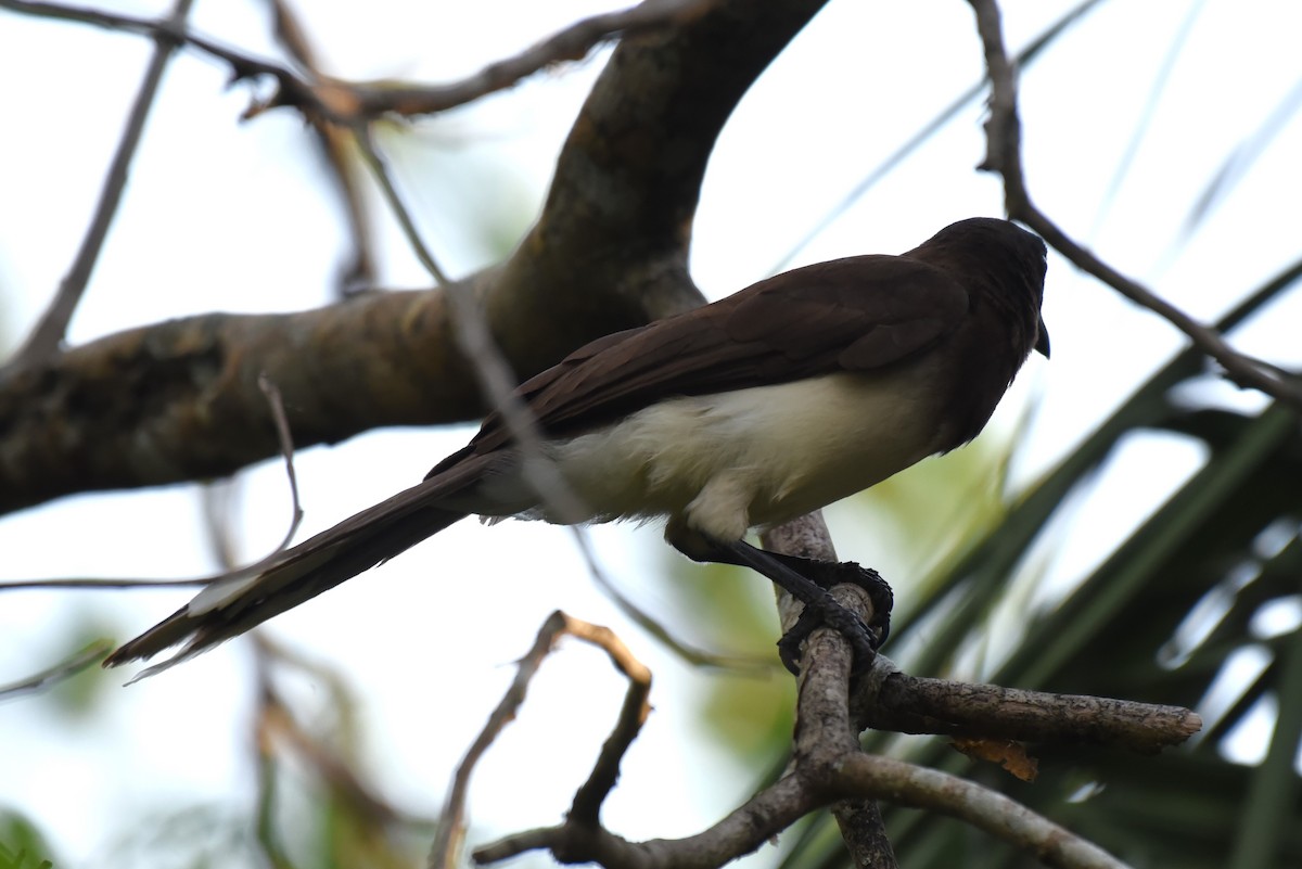 Brown Jay - Bruce Mast