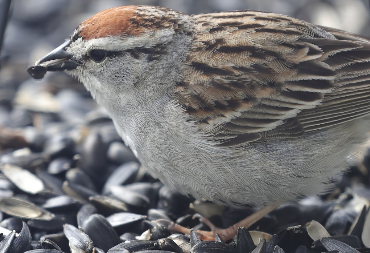 Chipping Sparrow - David Harrington