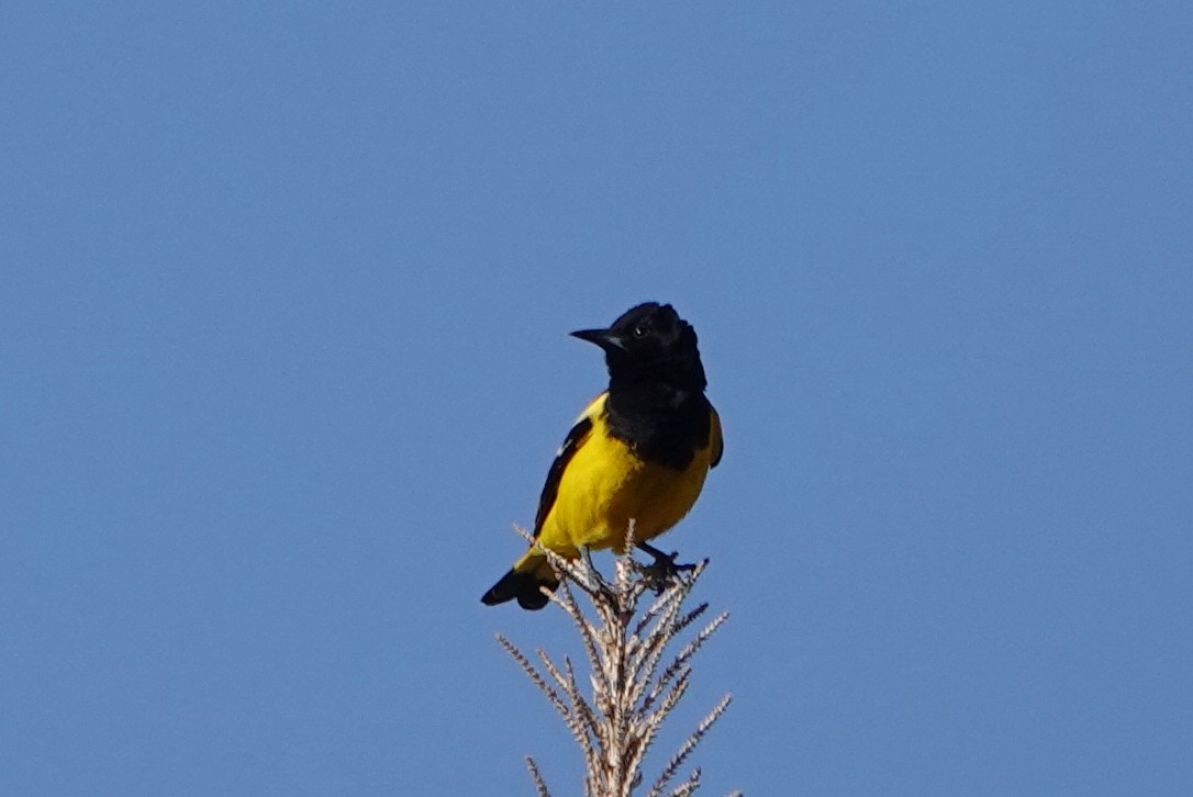 Scott's Oriole - Graham Ray