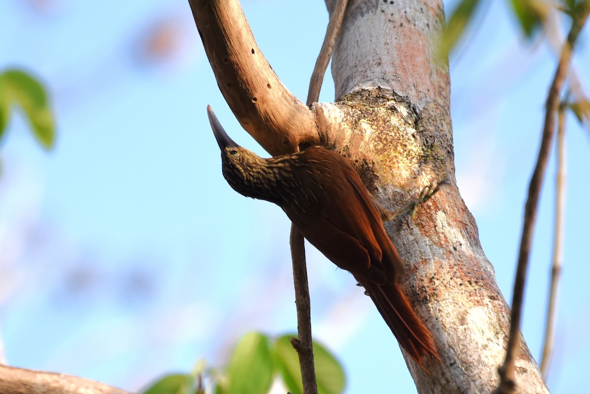 Ivory-billed Woodcreeper - ML619603076