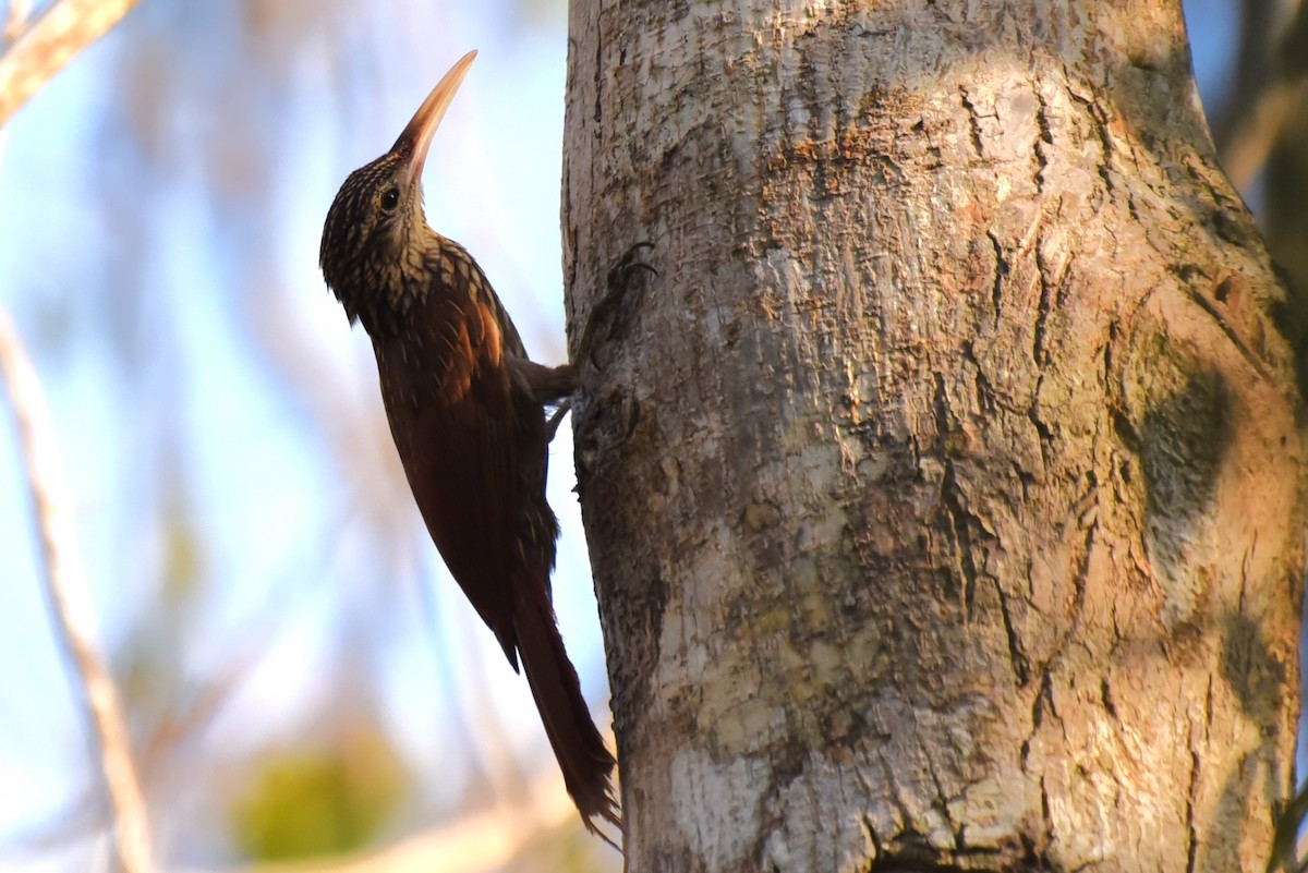 Ivory-billed Woodcreeper - ML619603077