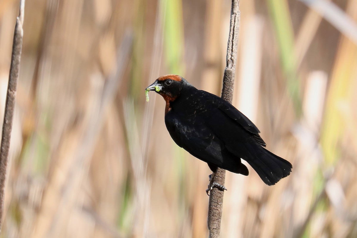 Chestnut-capped Blackbird - Stephen Gast