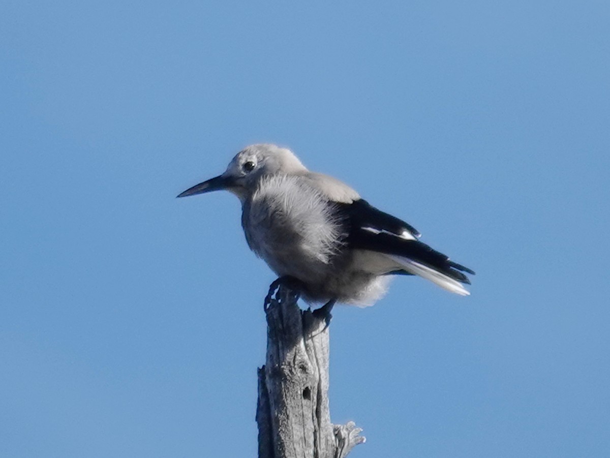 Clark's Nutcracker - Barry Reed