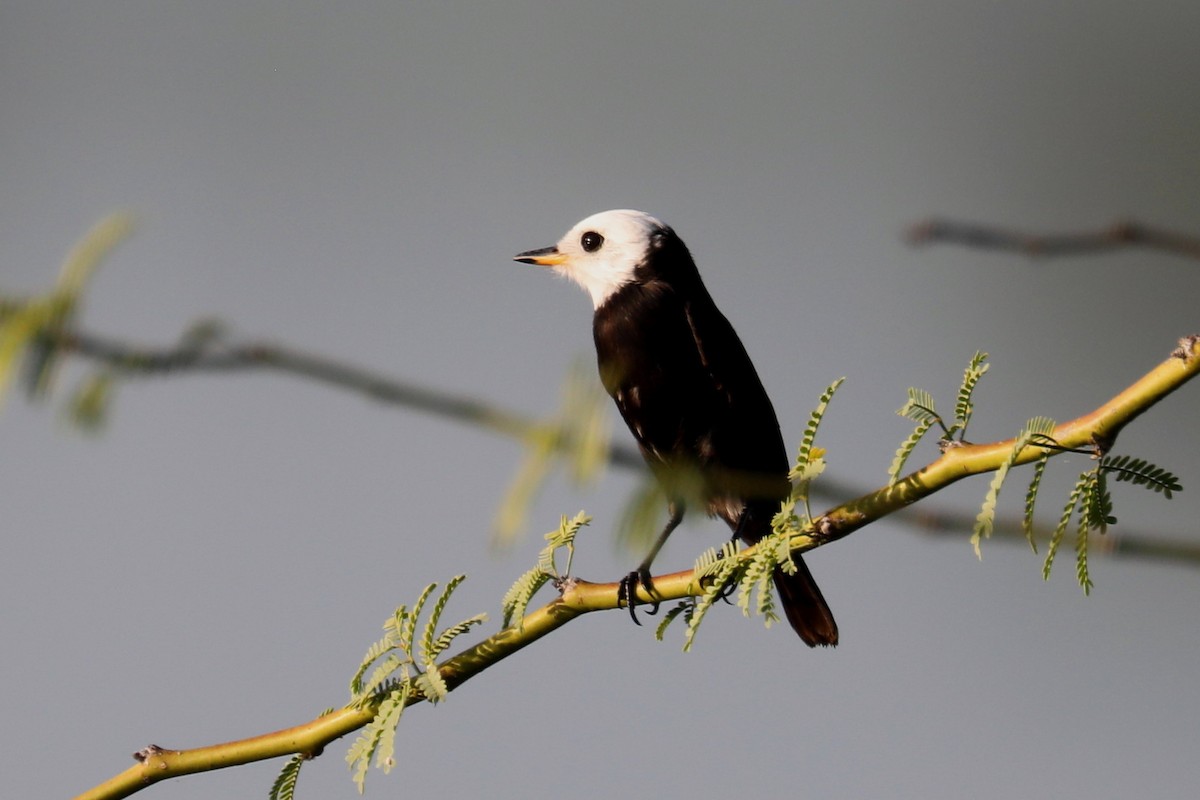 White-headed Marsh Tyrant - Stephen Gast