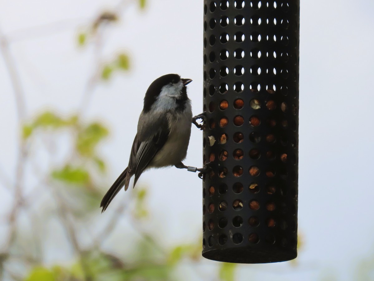 Black-capped Chickadee - Alfred Scott