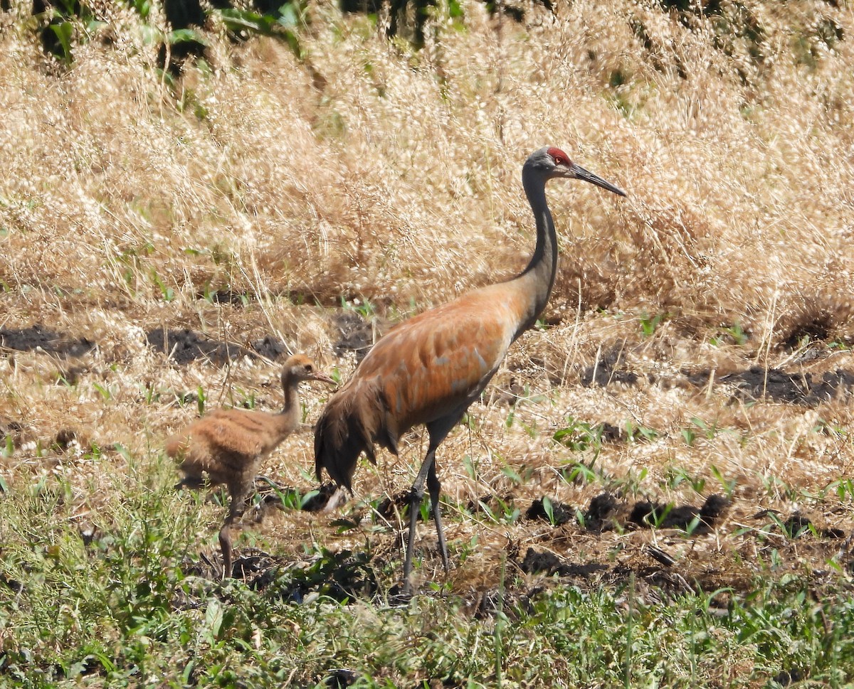 Sandhill Crane - Amy Lyyski