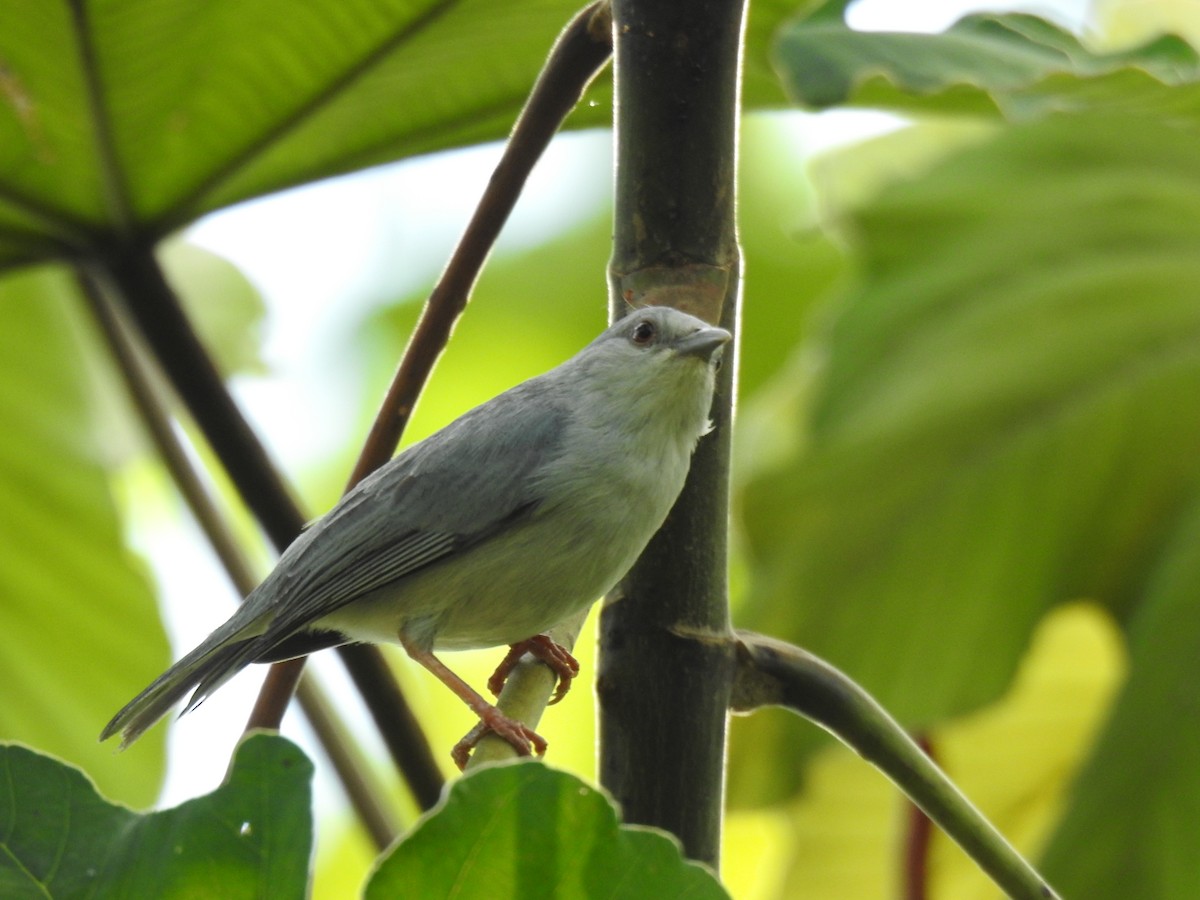 Pearly-breasted Conebill - Francisco Javier Alonso Acero  (Hotel Malokamazonas)