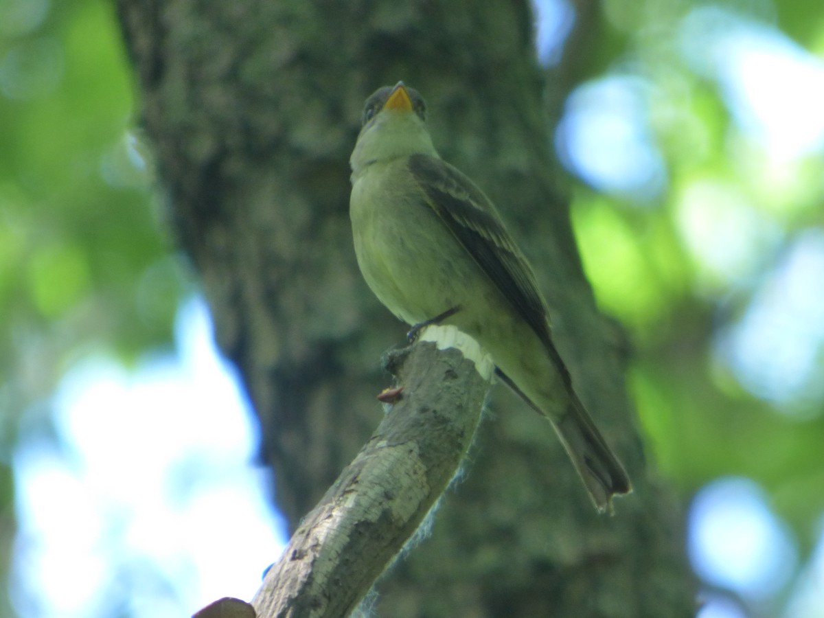 Eastern Wood-Pewee - Hazem Alkhan