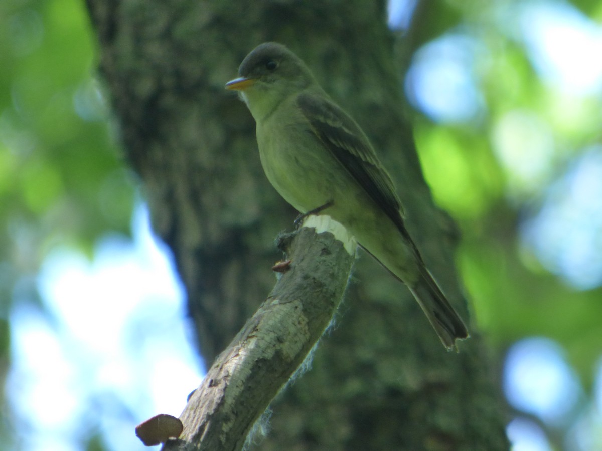 Eastern Wood-Pewee - Hazem Alkhan