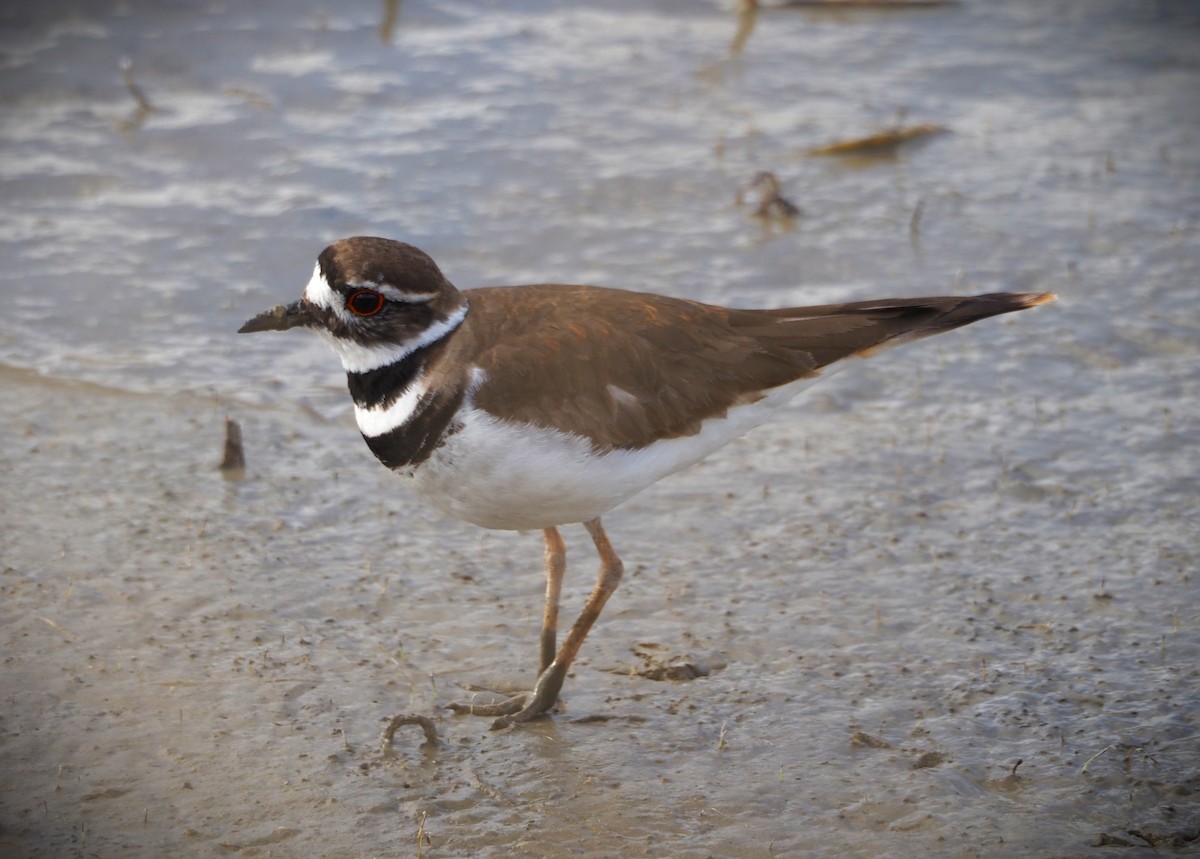 Killdeer - Dick Cartwright