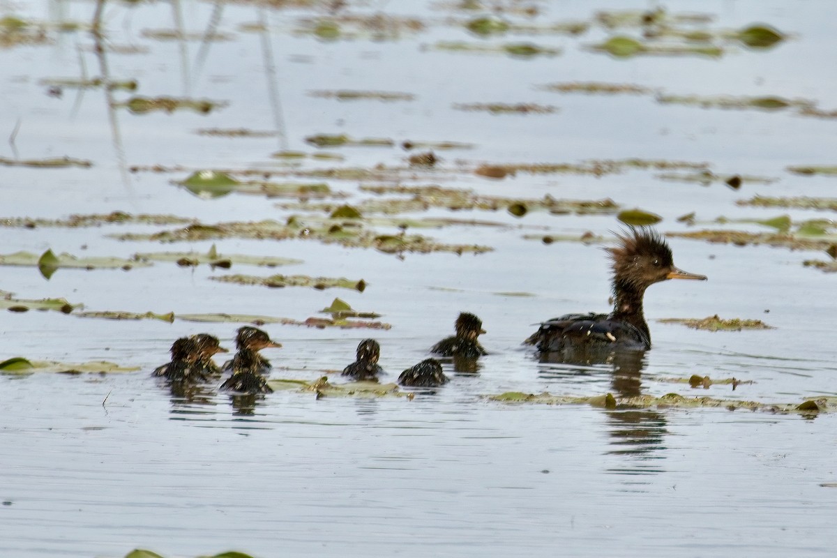 Hooded Merganser - Normand Laplante