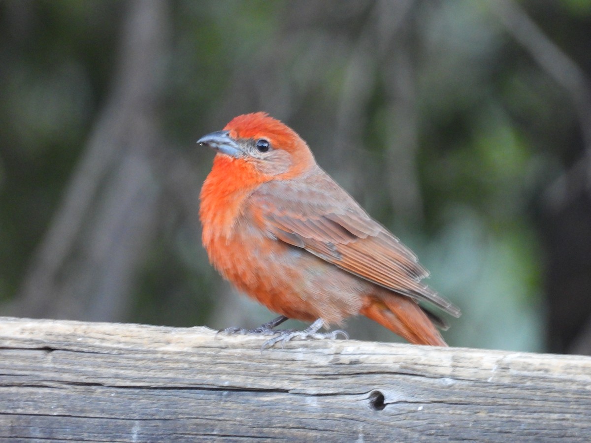 Hepatic Tanager - Roee Astor