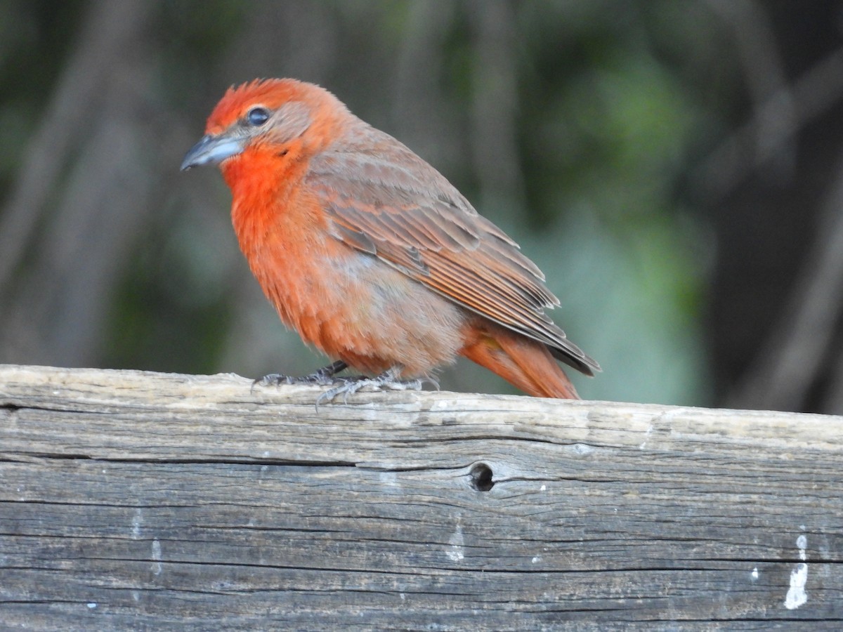 Hepatic Tanager - Roee Astor