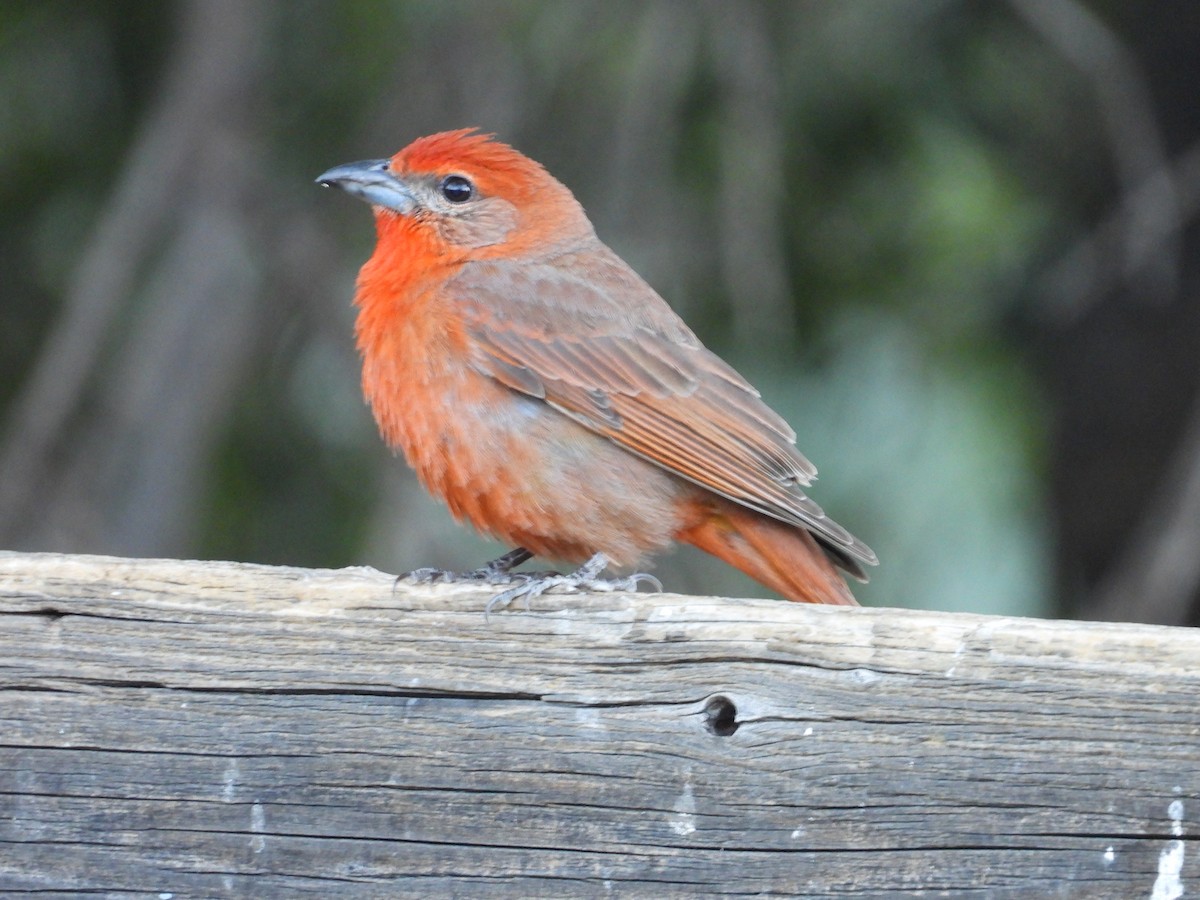 Hepatic Tanager - Roee Astor