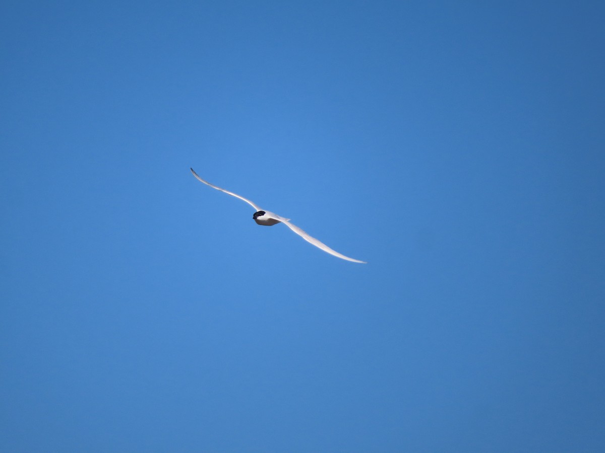 Gull-billed Tern - carolyn spidle